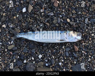 Tote vergiftete Fische liegen an der Küste, Umweltverschmutzung Stockfoto