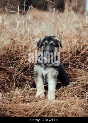 Deutsch Schäferhund Welpen sitzt in einem Feld Stockfoto