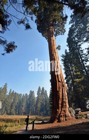 Ein männlicher Tourist schaut auf einen riesigen Sequoia Baum (Sequoiadendron giganteum) entlang des Big Trees Trail im Sequoia National Park, Kalifornien, USA. Stockfoto