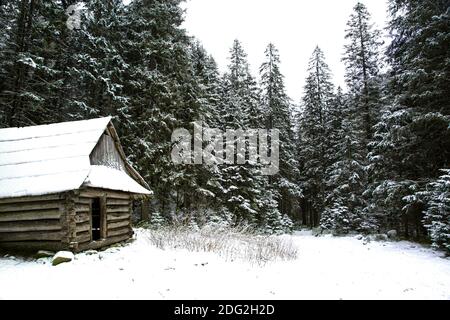 Haus im Wald, schöne Winterlandschaft. Hohe Pinien und viel Schnee. Winterwaldlandschaft. Stockfoto