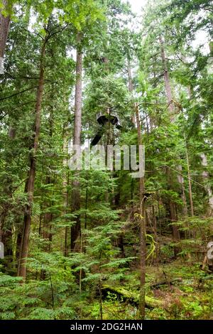 Gemäßigter Regenwald im Capilano Suspension Bridge Park, mit einer hohen Plattform und Brücken auf einer Douglasie in North Vancouver, British Columbia, Stockfoto