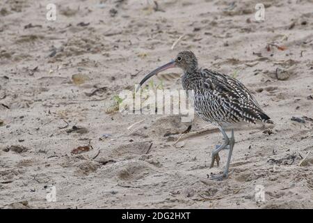 Curlew, Numenius arquata, am Strand von Amble, Northumberland. VEREINIGTES KÖNIGREICH Stockfoto