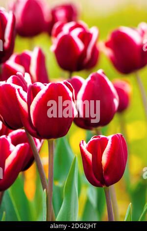Nahaufnahme von rot gestreiften Tulpen. Schöne Natur Hintergrund im Frühjahr. Flache Tiefe des Feldes Stockfoto