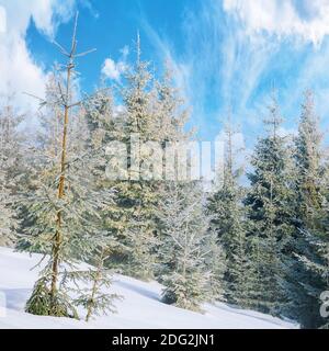 Fichtenwald an einem nebligen Morgen. Schöne Landschaft im Winter. Nebliges Wetter mit hellem Himmel. Hügel mit Schnee bedeckt Stockfoto