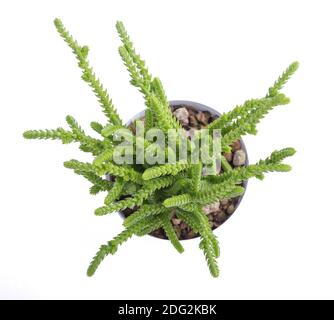 Crassula lycopodioides muscosa Werk in Vase isoliert auf weißem Stockfoto