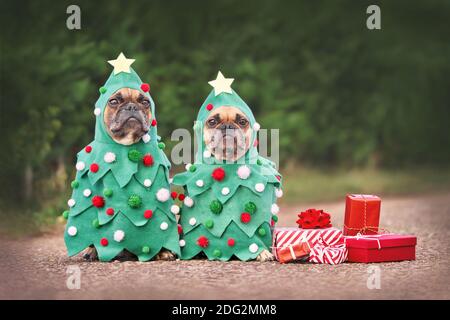 Hunde in Weihnachtskostümen. Zwei French Bulldogs verkleiden sich als lustige Weihnachtsbäume mit Kugeln neben roten Geschenkschachteln Stockfoto