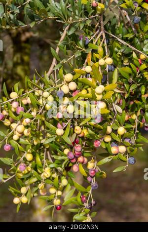 Oliven der Sorte Arbequina im Olivenbaum, der in der Nhe der Stadt Malln,  Provinz Zaragoza in der Region Aragon (Spanien) geerntet werden soll  Stockfotografie - Alamy