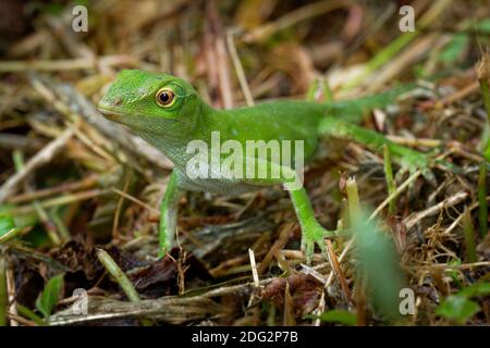 Anolis biporcatus - neotropische grüne Anole oder riesige grüne Anole, Arten von Eidechsen, Reptil in Wäldern in Mexiko, Mittelamerika, Kolumbien und gefunden Stockfoto