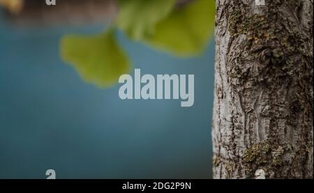 Dünner Baumstamm aus der Nähe. Rissige Rinde des jungen Ginkgo Biloba Baumes im Herbstwald. Schöner natürlicher strukturierter Hintergrund. Selektiver Fokus. Stockfoto