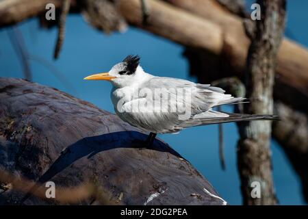 Seeschwalbe - Thalasseus maximus Vogel in Laridae, Unterart Maximus, Atlantik- und Pazifikküste Nord- und Südamerikas, hat einen rot-orangen Schnabel Stockfoto