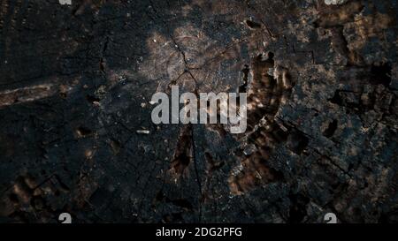 Schöne und natürliche alte Holzschnittfläche. Detailreiche dunkelbraune Töne eines gefällten Baumstammes oder Baumstumpf. Raue organische Textur von Baumringen Stockfoto