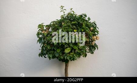 Bougainvillea Baumbeschnitt mit grünen Blättern auf kreisförmige Form isoliert auf weißem Hintergrund. Schöne Dekoration Hintergrund. Stockfoto