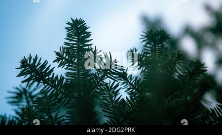 Spanische Tannenbaum Zweige Hintergrund. Zweig Nahaufnahme von Kiefer. Flauschige Abies pinsapo in Winterurlaub Stimmung. Kreatives Layout aus Weihnachten. X Stockfoto