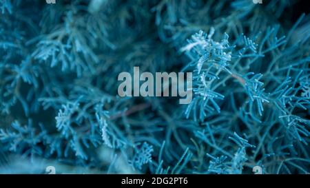 Blauer Wacholder kriechenden Strauch Hintergrund. Nahaufnahme des horizontalen Busches. Juniperus horizontalist eine beliebte Zierpflanze für die Gartenarbeit. Kreatives Layout Stockfoto