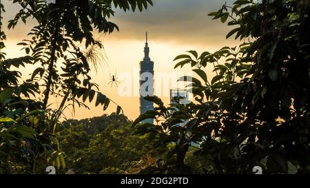 Eine weibliche riesige Waldspinne im Bergwald mit dem berühmten Gebäude von Taipei 101 Hintergrund bei Sonnenuntergang. Stadtbild Wolkenkratzer mit Sonnenuntergang und Stockfoto