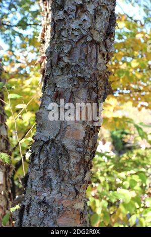 Nahaufnahme der schälenden Rinde einer Flussbirke, Betula Nigra, Baumstamm im Herbst in Illinois, USA Stockfoto