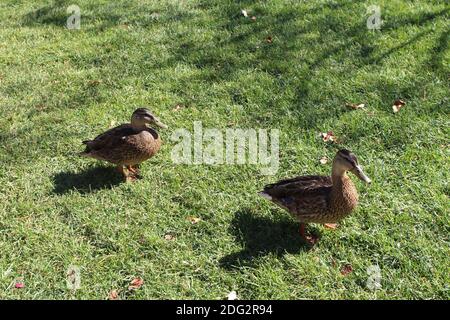 Zwei weibliche Mallard Ducks stehen im Gras auf einem Sonniger Tag Stockfoto