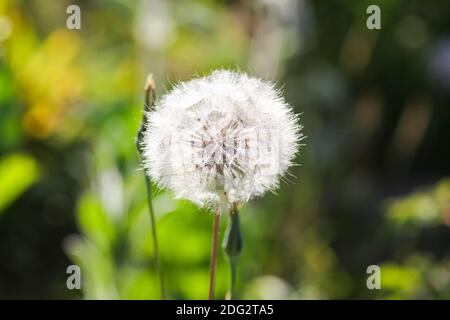 Löwenzahn Samen im Sonnenlicht. Stockfoto