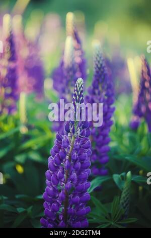 Wilde lila Lupinen Blumen. Lupinus polyphyllus Pflanze blüht im Sommer. Stockfoto