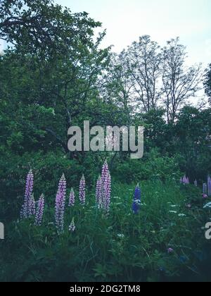 Wilde lila Lupinen Blumen. Lupinus polyphyllus Pflanze blüht im Sommer. Stockfoto