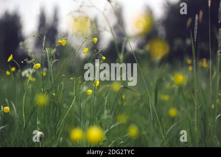 Blühende gelbe Butterblume blüht auf einer grünen Sommerwiese. Wildblumen Stockfoto