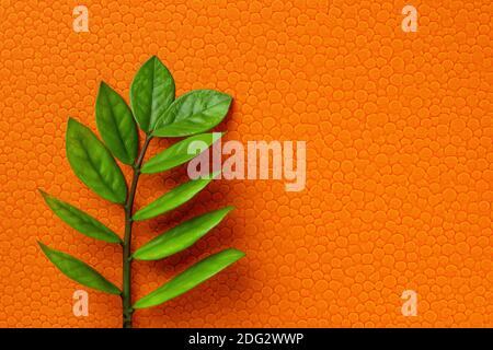 Zuzu Pflanze oder Zamioculcas zamiifolia frischer Stamm mit grünen Blättern auf einem leuchtend orange strukturierten Hintergrund. Leer für Grußkartendesign. Speicherplatz kopieren. Stockfoto
