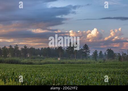 Ein hausgemachter Baumstand mit Blick auf einen Fleck junger Espe und ein Maisfeld im Norden Wisconsin. Stockfoto