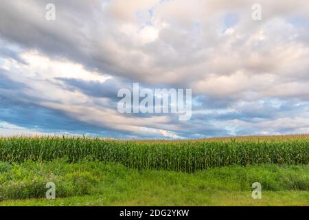 Maisstängel an einem Julimorgen im nördlichen Wisconsin. Stockfoto