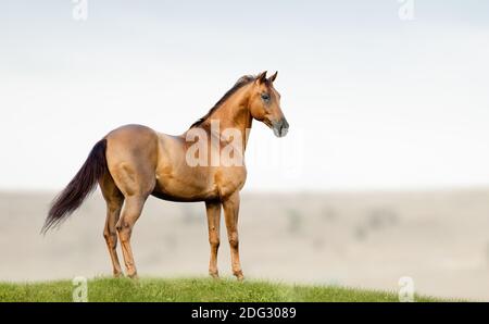 Goldkastanie reinrassig Hengst in einem Feld auf Freiheit stehend Stockfoto