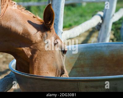 kastanienstute trinkt aus einer Trinkschale, im Paddock Stockfoto