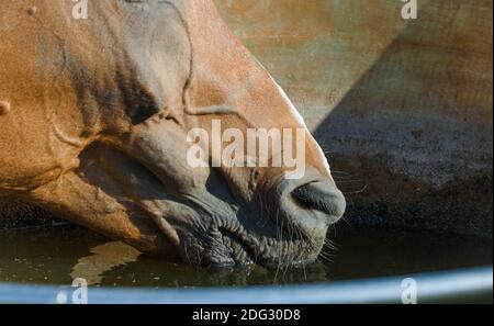 Arabisches Pferd Trinkwasser aus Trinkschale. Nahaufnahme Detail Stockfoto