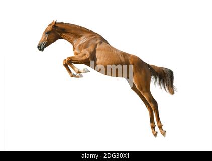 Junge reinrassige Kastanie Pferd im Sprung isoliert über einem weißen Stockfoto
