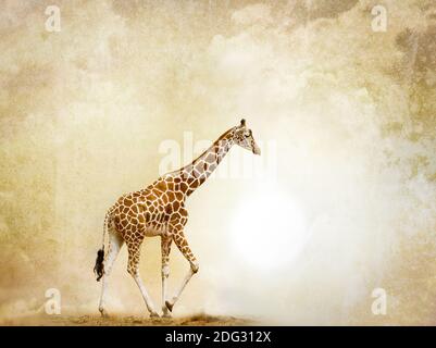Konzept: Allein Giraffe in der Wüste, mit grunge Hintergrund dahinter Stockfoto