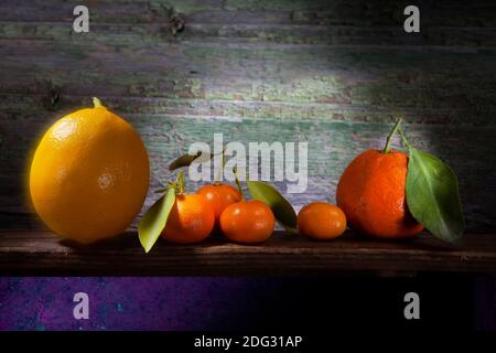 Bündel von Zitrusfrüchten in Sharp Light on Shelf. Zitrone, drei Citrus Tachibana, ein Kumquat und Mandarine. Mit frischen oder getrockneten Blättern. Stockfoto