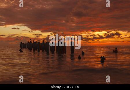 Pelikane und ein Fischer im Abendlicht Stockfoto