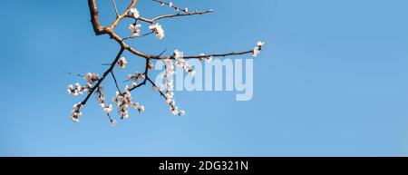 Zweig der blühenden Sakura im Frühling über dem Blau Himmel Hintergrund Stockfoto
