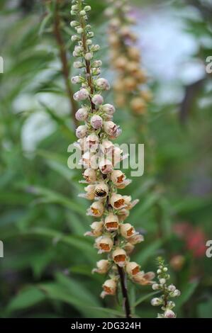 Rostiger Fuchshandschuh (Digitalis ferruginea) Gelber Herold blüht im Juli im Garten Stockfoto