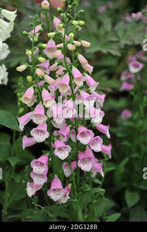 Foxglove (Digitalis) Lucas Pink blüht auf einer Ausstellung im Mai Stockfoto