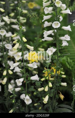 Foxglove (Digitalis) Lucas White blüht auf einer Ausstellung im Mai Stockfoto