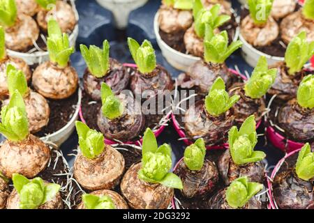 Hyazinthen wächst in Töpfen. Hyazinthe Lampen mit frischen Blätter bei Farmers grünen Markt. Blumenzucht für Haus und Garten Dekor im Winter und Frühjahr Stockfoto