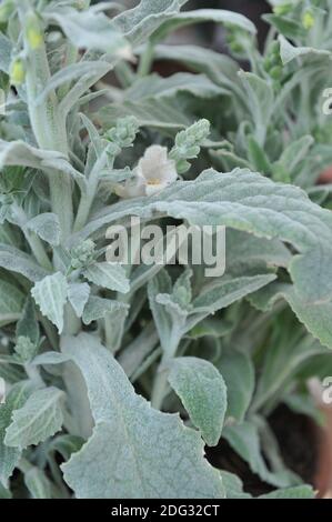 Heywood-Handschuh (Digitalis mariana Heywoodii) Mit grauen, pubertierenden Blättern und weißen Blüten blühen auf einem Ausstellung im Mai Stockfoto