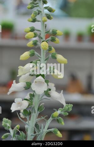 Heywood-Handschuh (Digitalis mariana Heywoodii) Mit grauen, pubertierenden Blättern und weißen Blüten blühen auf einem Ausstellung im Mai Stockfoto