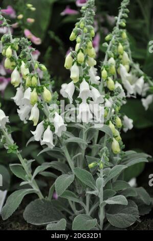 Heywood-Handschuh (Digitalis mariana Heywoodii) Mit grauen, pubertierenden Blättern und weißen Blüten blühen auf einem Ausstellung im Mai Stockfoto