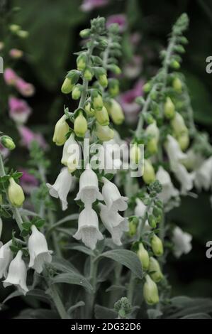 Heywood-Handschuh (Digitalis mariana Heywoodii) Mit grauen, pubertierenden Blättern und weißen Blüten blühen auf einem Ausstellung im Mai Stockfoto