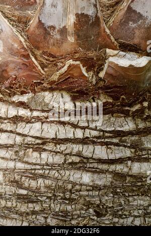 Butia capitata, Weinpalme, Gelee-Palme, Pindo-Palme Stockfoto