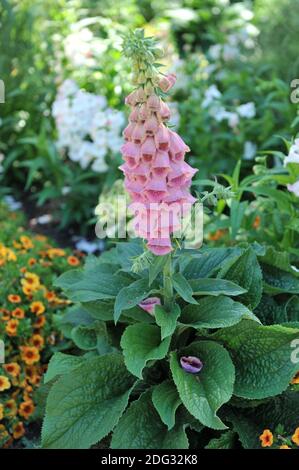 Erdbeerfuchshandschuh (Digitalis mertonensis) blüht im Juli im Garten Stockfoto