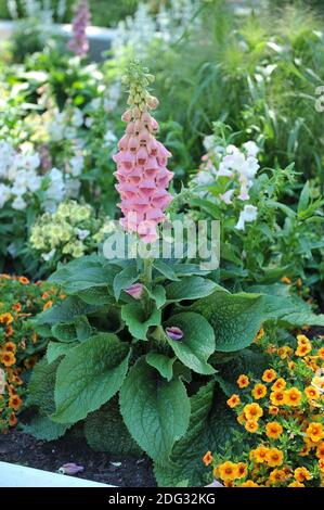 Erdbeerfuchshandschuh (Digitalis mertonensis) blüht im Juli im Garten Stockfoto