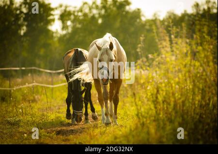 Pferde wandern im Paddock bei Sonnenuntergang Stockfoto