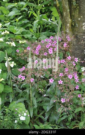 Kleinblühiger Fuchshandschuh (Digitalis parviflora) Und Geranium palmatum blühen in einem Garten im Juli Stockfoto