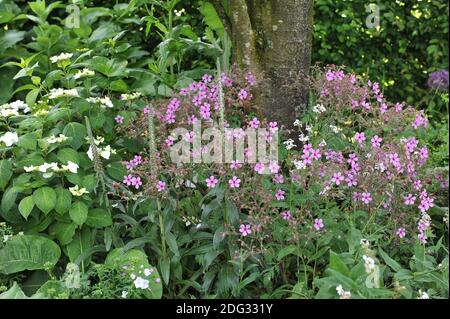 Kleinblühiger Fuchshandschuh (Digitalis parviflora) Und Geranium palmatum blühen in einem Garten im Juli Stockfoto